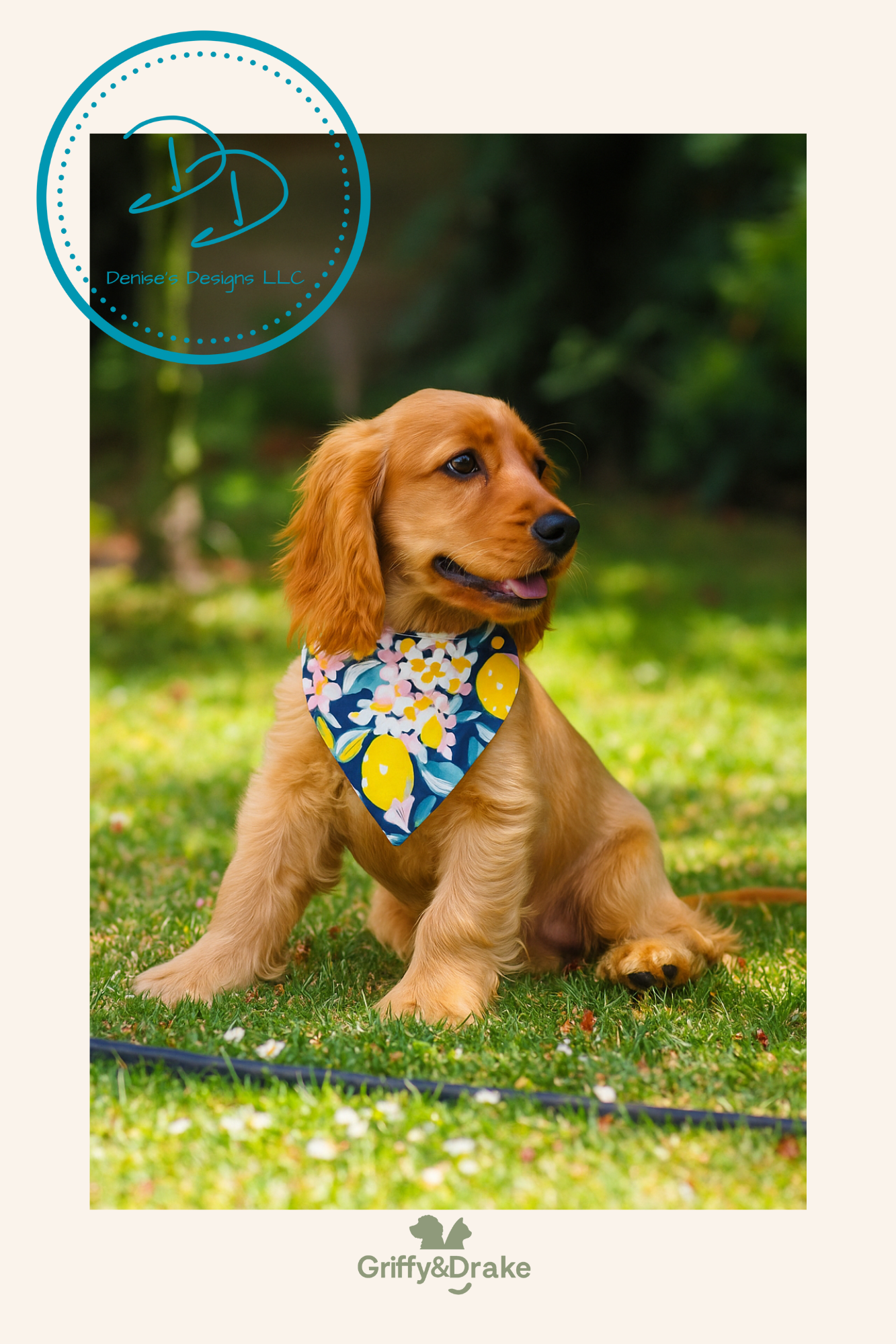 Pet Accessories